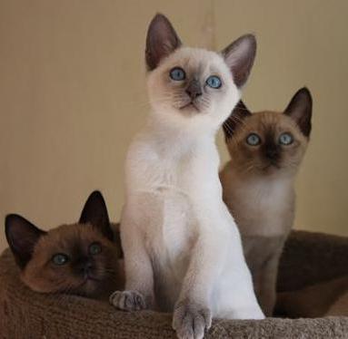 окрасы тонкинских кошек