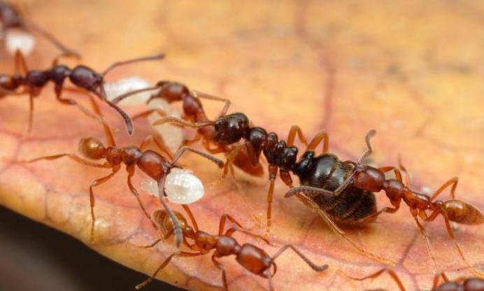 фараоновы муравьи как вывести из квартиры