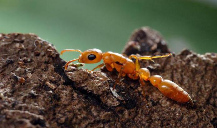 фараоновы муравьи вред