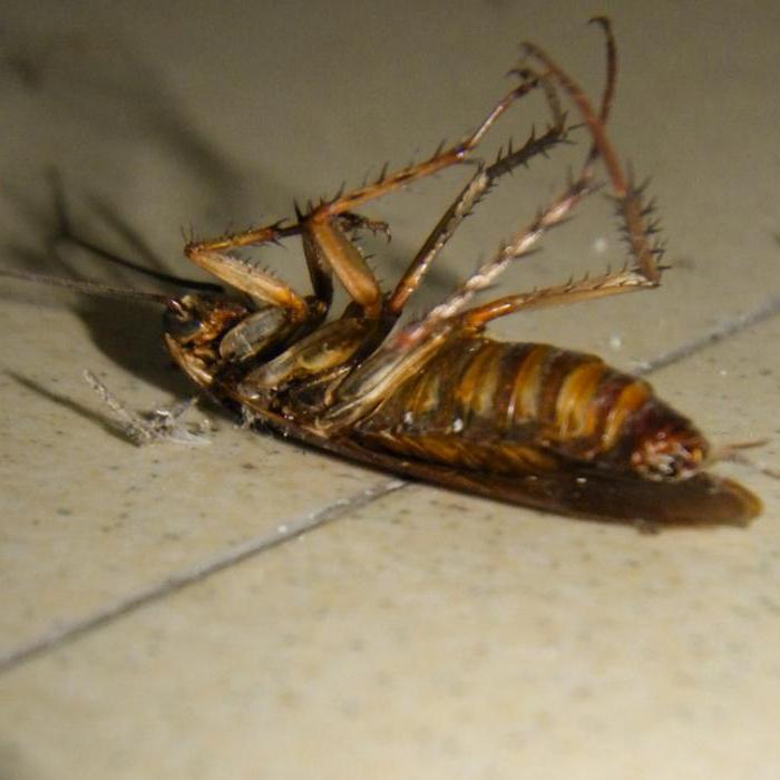 почему появляются тараканы