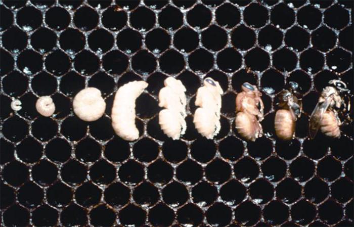 личинка медоносной пчелы