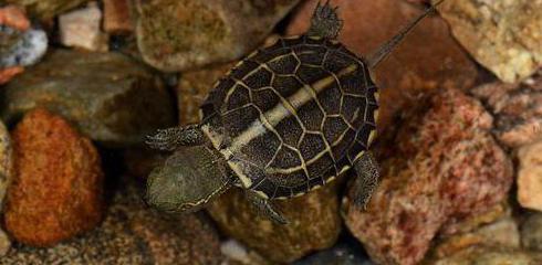 черепаха китайская трехкилевая вид