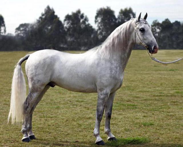 белая масть лошади
