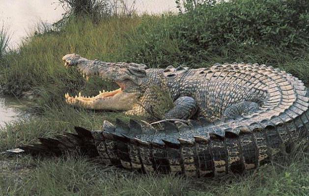 гигантский крокодил