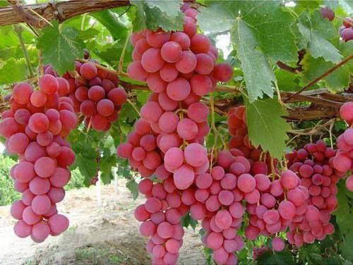 виноград водограй описание сорта