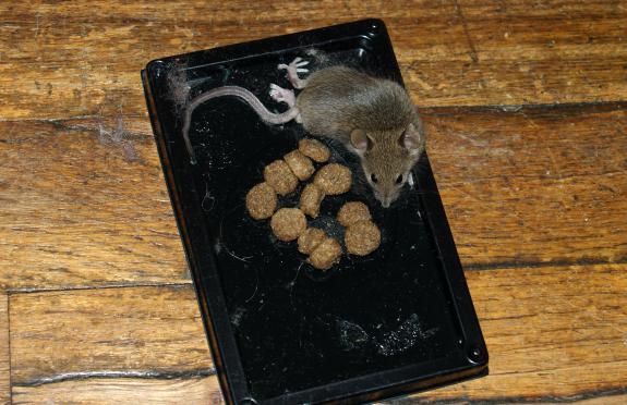клей от крыс и мышей