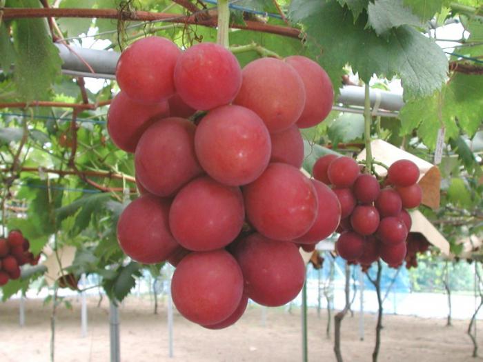 виноград софия фото