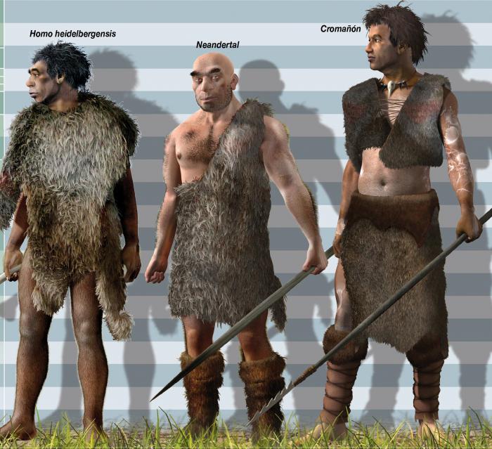 homo heidelbergensis