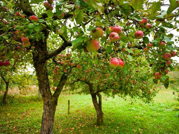 как посадить яблоню из семечки