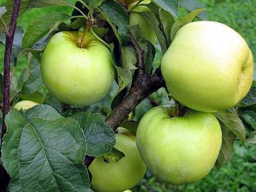 популярные сорта яблони для посадки в Подмосковье 
