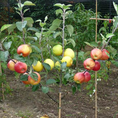 карликовые яблони для подмосковья сорта 