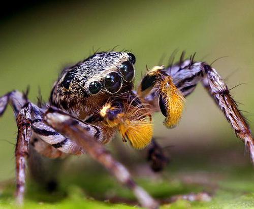 10 интересных фактов о паукообразных.
