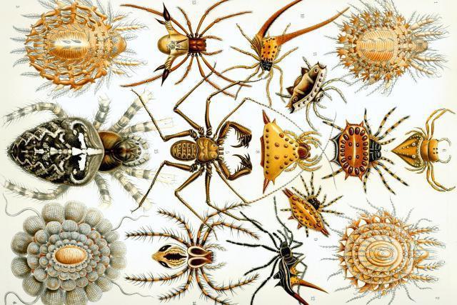 Интересные факты по биологии паукообразные.