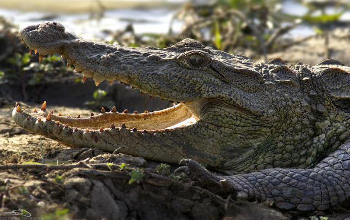болотный крокодил магер