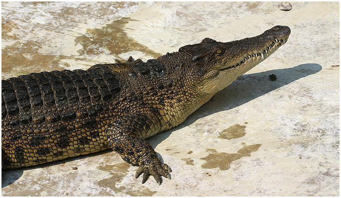 индийский крокодил