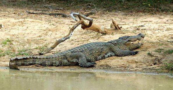 болотный крокодил питание