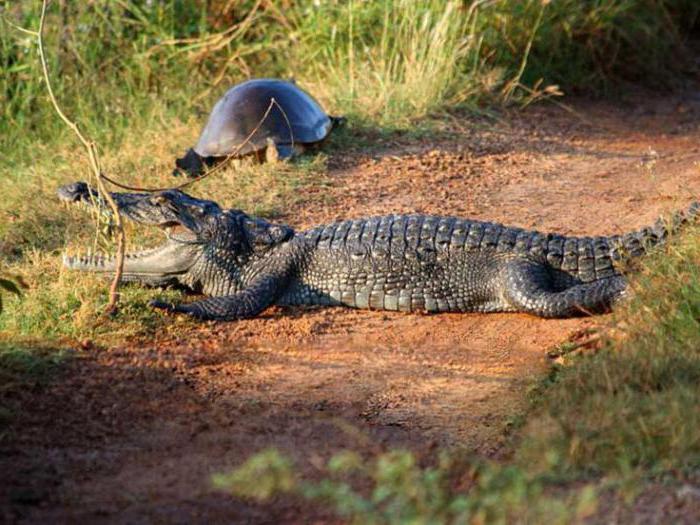 как выглядит болотный крокодил