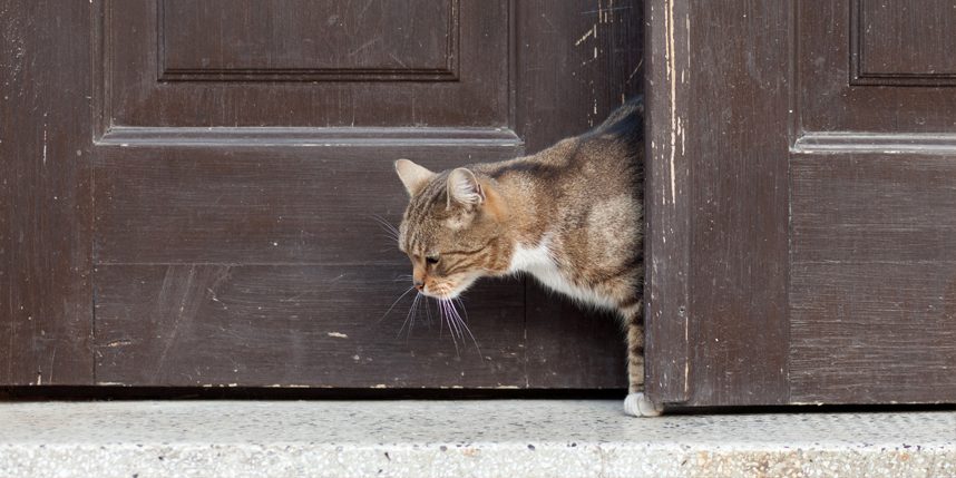 Кошка может проскользнуть в дверь