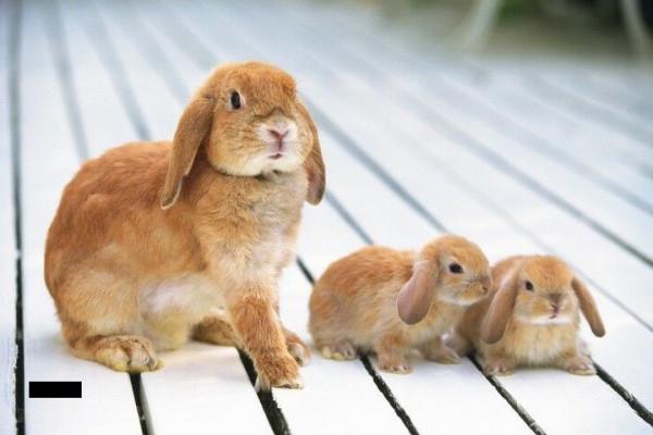 профилактика кокцидиоза у кроликов 