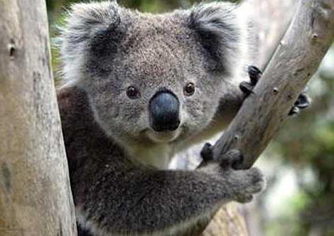 коала медведь