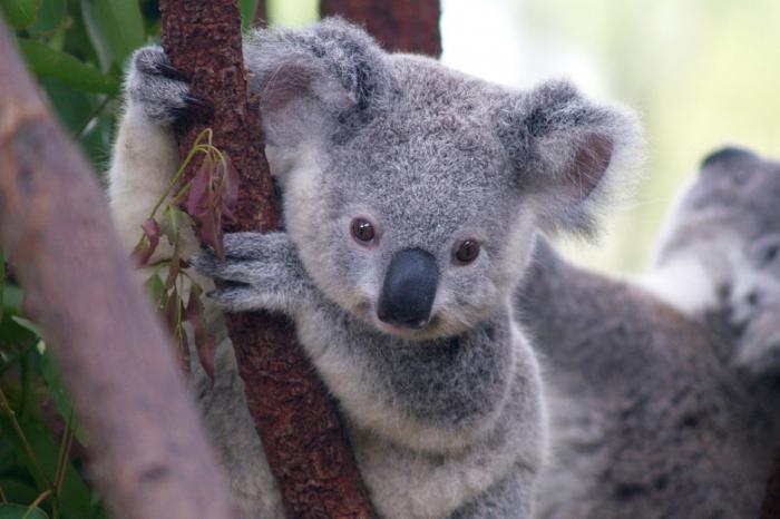 маленький коала