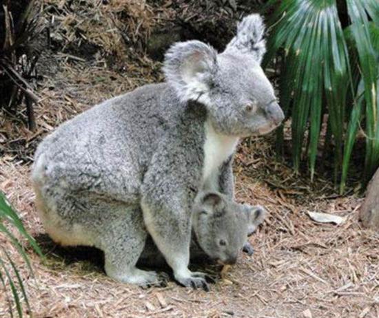 коала сумчатое