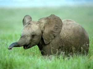 какая максимальная высота африканского слона в плечах
