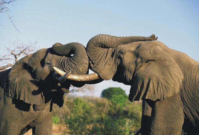 высота африканского слона в плечах
