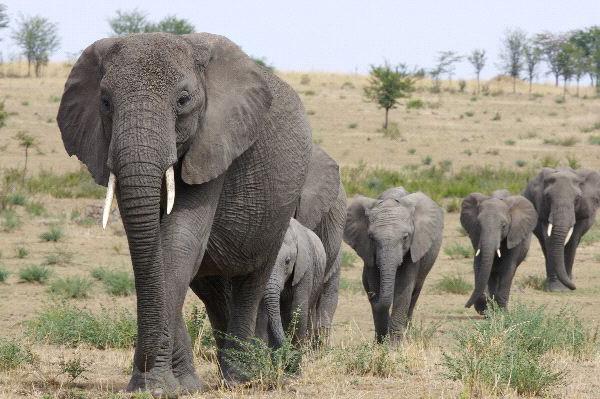 максимальная высота африканского слона в плече