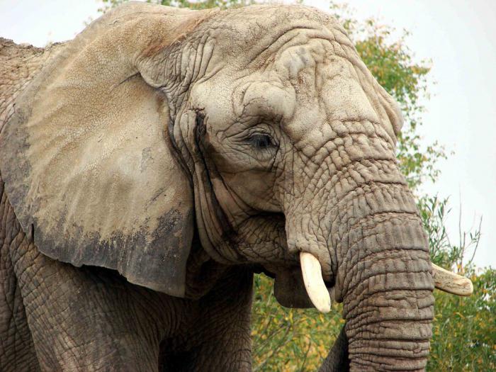 максимальная высота африканского слона в плечах