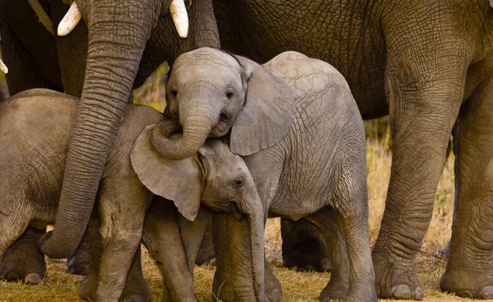 какая высота африканского слона в плечах