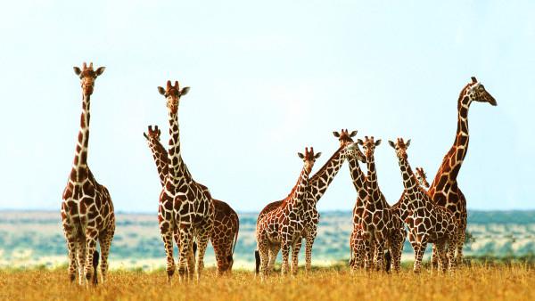 сколько у жирафа шейных позвонков