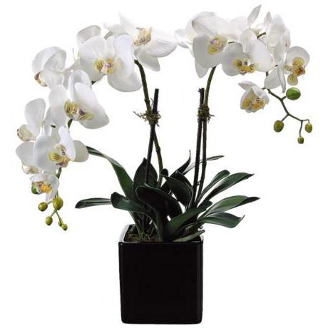 орхидеи белые