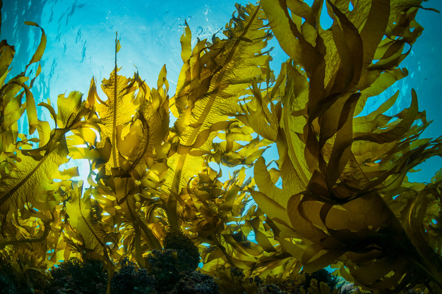 Морские водоросли - польза и вред для здоровья