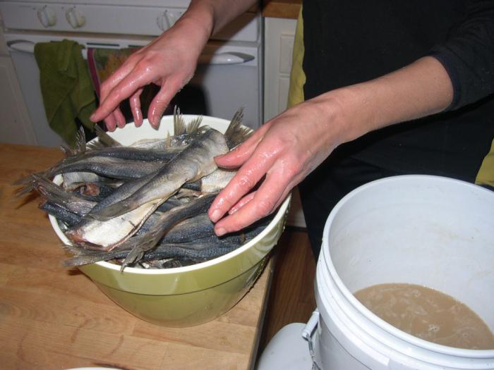 Как засолить рыбу для сушки или вяления? Засолка рыбы: рецепт, продолжительность