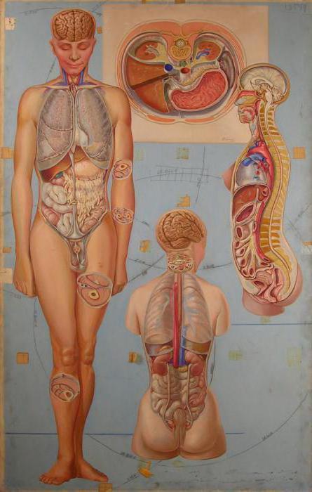 топография органов человека