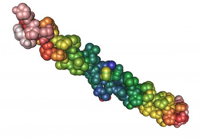 примеры фибриллярных белков