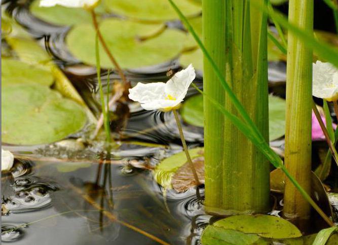 водокрас лягушачий описание 