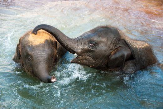 почему слоны умеют плавать