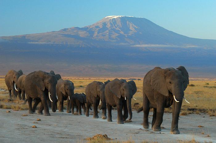 пять фактов и пять мифов о слонах