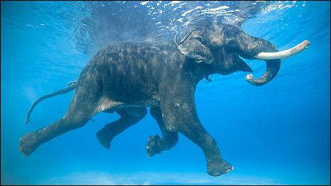 умеют ли слоны плавать