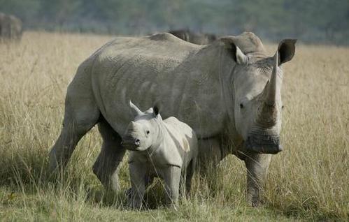 макс вес белого носорога