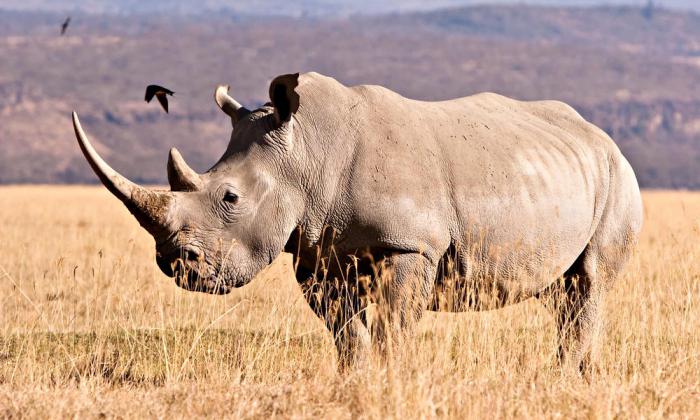 максимальный вес белого носорога