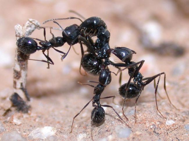 виды муравьев в мире