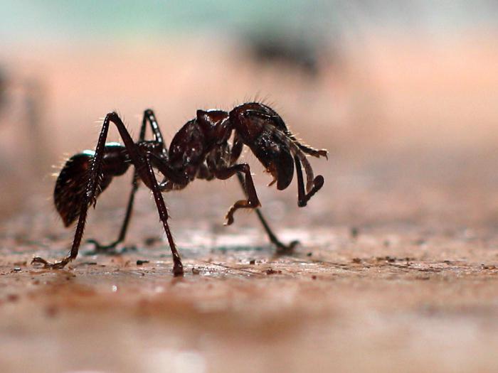 разные виды муравьев
