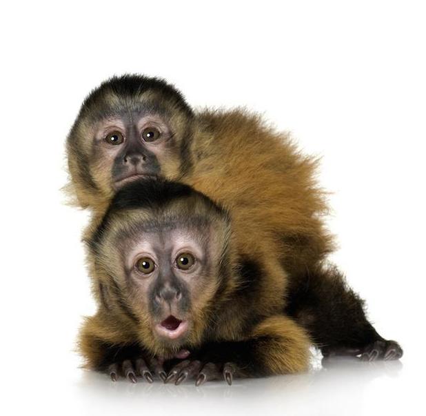 капуцины обезьяны отзывы 