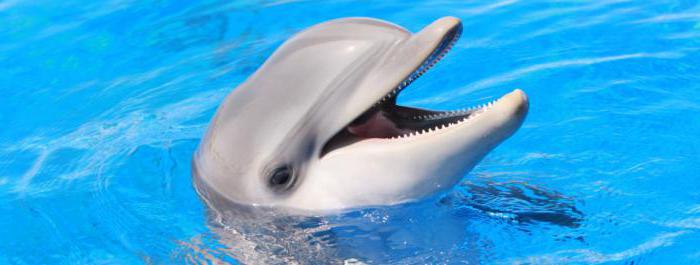 сколько живут дельфины