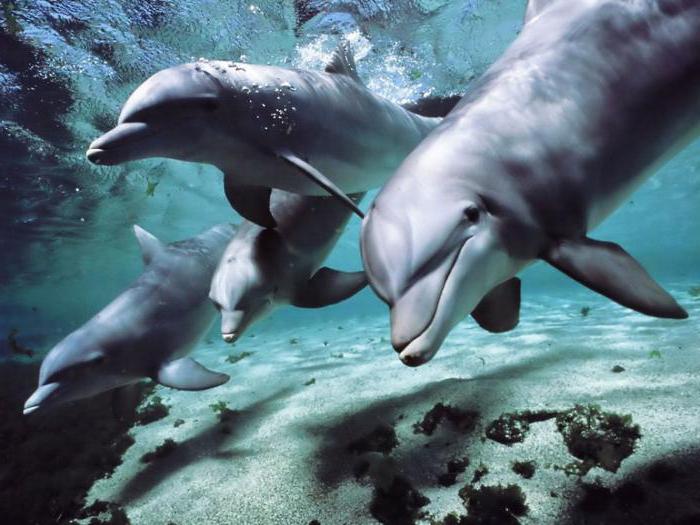сколько лет живут дельфины
