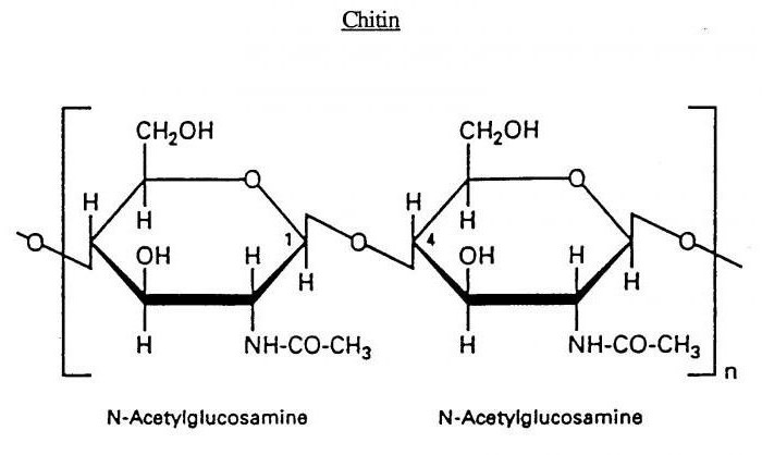 хитин что это такое