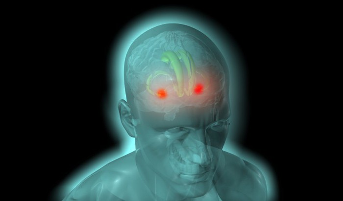 миндалевидные тела мозга